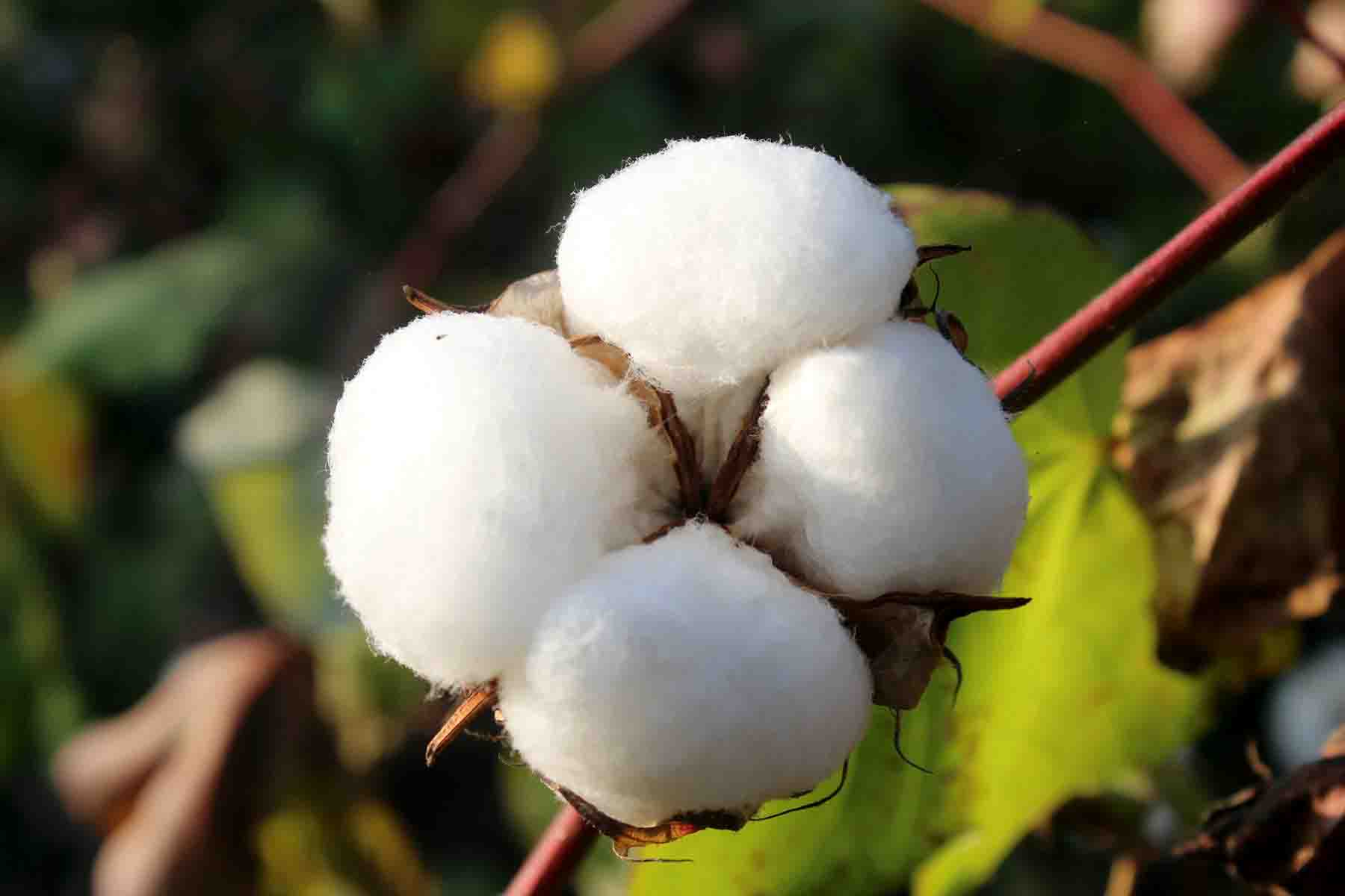 magura cotton cultivation picture 3